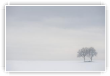 duo blanc