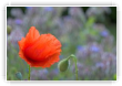 Rouge_dans_bleu