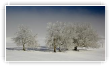 Arbre en hiver