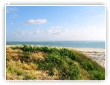 dune et herbes