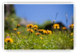 Flore Alpestre