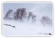 Tempete
