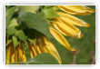 Fleur d'été