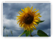 Allo Professeur Tournesol