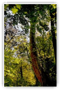 jaillissement_vers_le_printemps