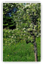 Arbre fruitier