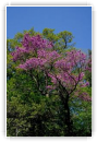 floraison
