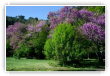 arbres_de_judée_en_fleurs