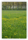 champ_de_pissenlits