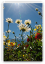 Flore au Mont Blanc