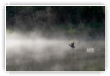 brume printanière aux étangs