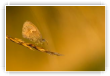 Fadet tout or