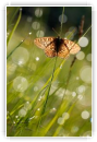 Fairies and butterfly