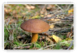 Champignon