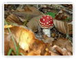 Amanite tue mouches 1