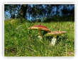Amanite tue mouches 2
