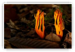 Les flammes de la Terre