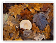 Lactarius