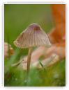 humidité d'automne