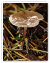 petit deviendra grand
