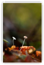Parmi les feuilles