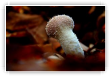 Dans son lit de feuilles