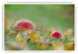 Rougeur_automnale_01
