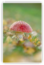 Rougeur_automnale_02