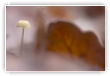 Solitaire aux feuilles d'automne
