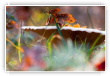 Couleurs d'automne