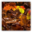 Champignon en automne