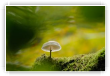  Porcelaine d'Automne