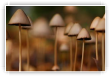 Foret miniature