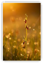 Ophrys du matin