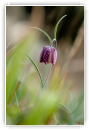 Fritillaire