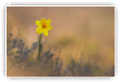 Narcisse