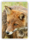 renard au pré très prés