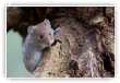 curieux