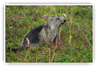 Une jeune Marmotte