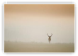 Brume à Chambord