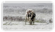 Vache et brume