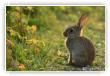 Lapin de garenne