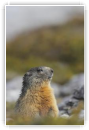 marmotton