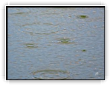 Gouttes de pluie