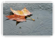Les sanglots lents de l automne