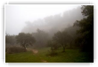 Brume