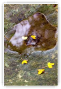Fin de pluie