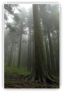 forêt jurassienne