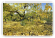 Pluie_Jaune