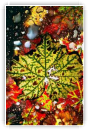 Nature morte